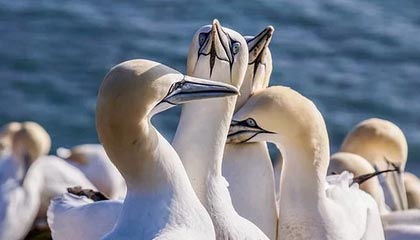 17c: 我把教程区试了15次: 结论有点逆天